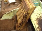 tabak